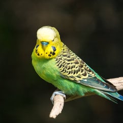 Birds for Sale