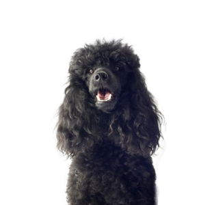 Miniature Poodle