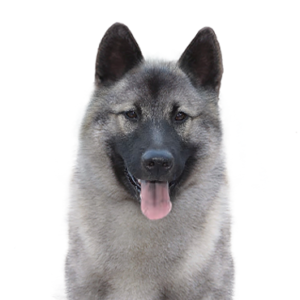 Norwegian Elkhound