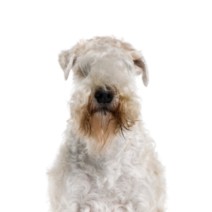 Soft Coated Wheaten Terrier