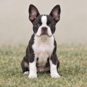 Boston-Terrier