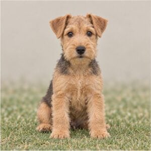 Lakeland-Terrier