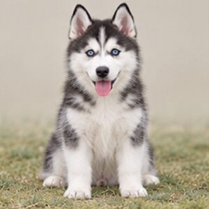 Siberian-Husky