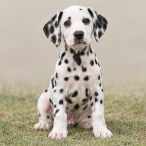 Dalmatian