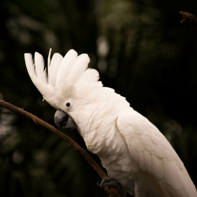 Birds Petland Terre Haute, Indiana
