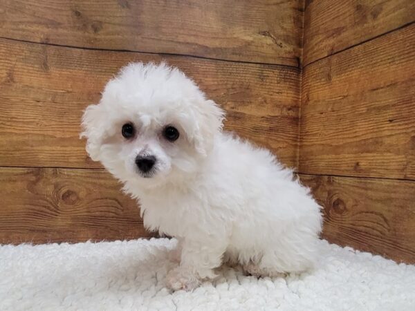 Bichon Frise-Dog-Female-White-7579-Petland Terre Haute, Indiana