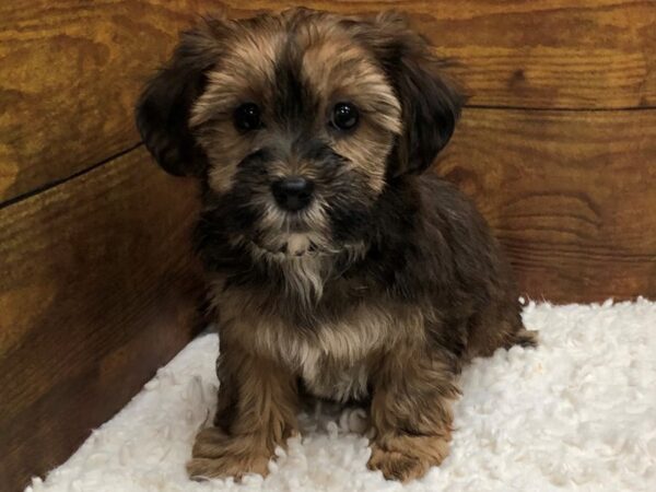 Shorkie-Dog-Female-Brown-7595-Petland Terre Haute, Indiana