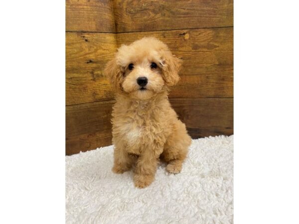 Poodle-Dog-Female-Apricot-7574-Petland Terre Haute, Indiana