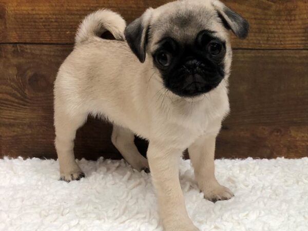 Pug-Dog-Female-Fawn-7615-Petland Terre Haute, Indiana