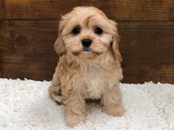 Cavachon-Dog-Female-Red-7625-Petland Terre Haute, Indiana