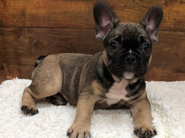 French Bulldog-Dog-Female-Black / Tan-7622-Petland Terre Haute, Indiana