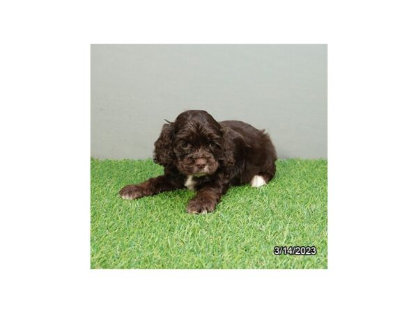 Cocker Spaniel-Dog-Female-Chocolate-7642-Petland Terre Haute, Indiana