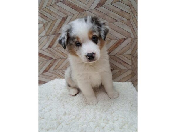 Miniature American Shepherd-Dog-Male-Blue Merle-7646-Petland Terre Haute, Indiana