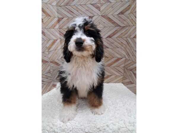 Mini Bernadoodle-Dog-Male-Black-7648-Petland Terre Haute, Indiana