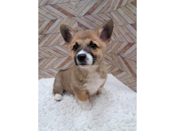 Pembroke Welsh Corgi-Dog-Female-Red / White-7651-Petland Terre Haute, Indiana