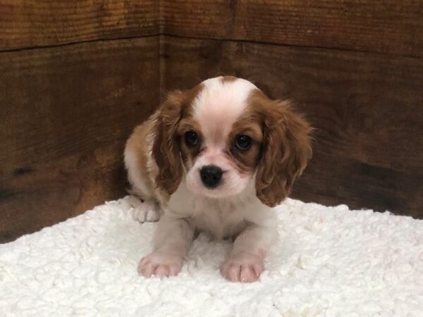 Cavalier King Charles Spaniel-Dog-Female-Blenheim-7655-Petland Terre Haute, Indiana