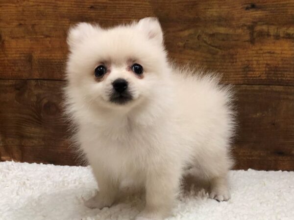 Pomeranian-Dog-Male-Cream-7661-Petland Terre Haute, Indiana