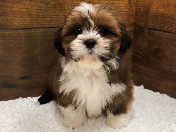 Lhasa Apso-Dog-Female-Red-7659-Petland Terre Haute, Indiana