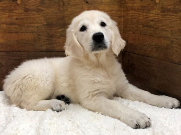 Golden Retriever-Dog-Female-Cream-7658-Petland Terre Haute, Indiana