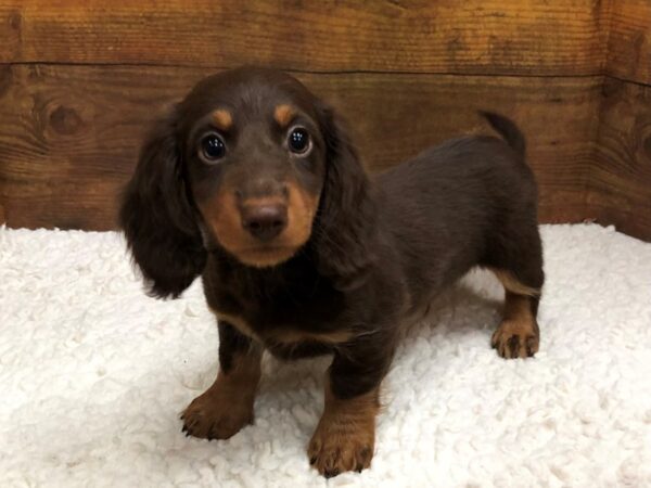 Dachshund-Dog-Male-Chocolate and Tan-7657-Petland Terre Haute, Indiana