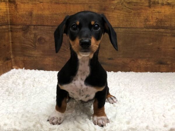 Dachshund-Dog-Female-Black / Tan-7656-Petland Terre Haute, Indiana