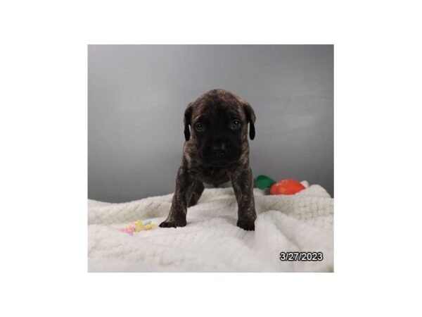 Mastiff-Dog-Male-Brindle-7667-Petland Terre Haute, Indiana