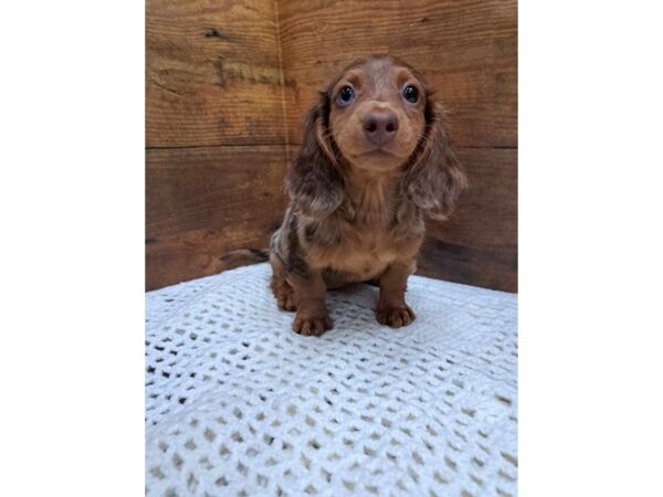 Dachshund-Dog-Female-Chocolate and Tan-7666-Petland Terre Haute, Indiana