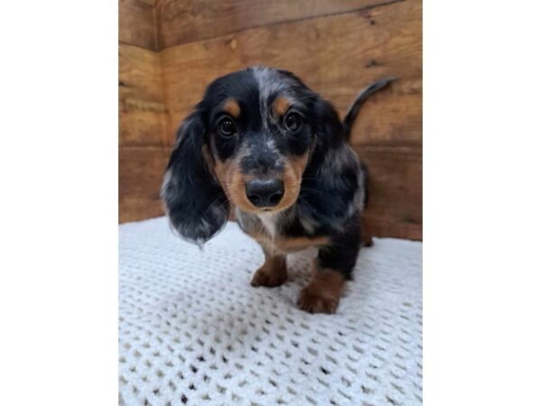 Dachshund-Dog-Male-Blue / Tan-7668-Petland Terre Haute, Indiana