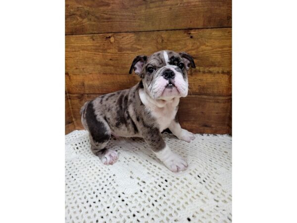 Mini Bulldog-Dog-Male-Blue-7669-Petland Terre Haute, Indiana
