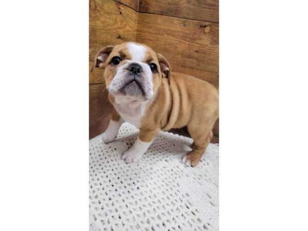 Mini Bulldog-Dog-Female-Fawn / White-7665-Petland Terre Haute, Indiana