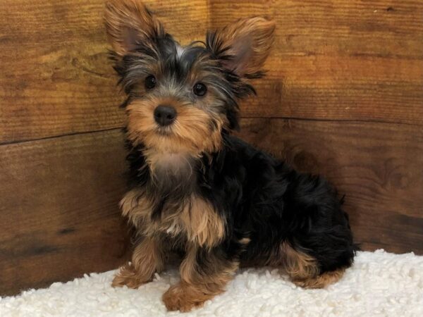 Yorkshire Terrier-Dog-Female-Black / Tan-7653-Petland Terre Haute, Indiana