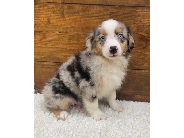 Miniature American Shepherd-Dog-Female-Blue Merle-7674-Petland Terre Haute, Indiana