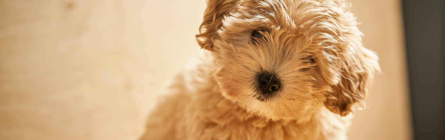 Pet Store Banner