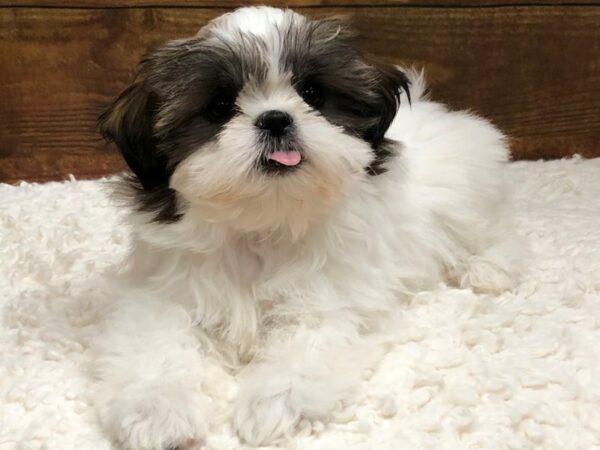 Shih Tzu-Dog-Female-Sable / White-7587-Petland Terre Haute, Indiana