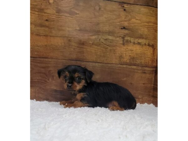 Yorkshire Terrier-Dog-Male--7607-Petland Terre Haute, Indiana