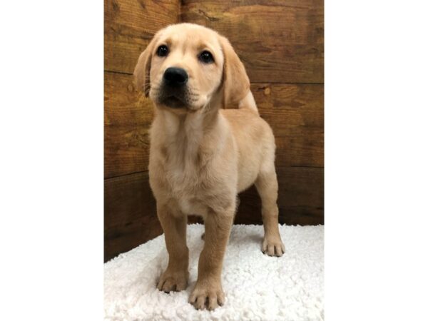 Labrador Retriever-Dog-Male-Yellow-7612-Petland Terre Haute, Indiana