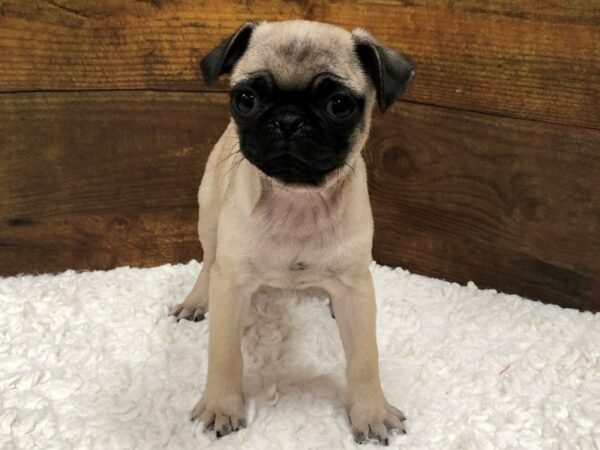 Pug-Dog-Female-Fawn-7614-Petland Terre Haute, Indiana