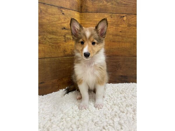 Shetland Sheepdog-Dog-Female-Sable-7628-Petland Terre Haute, Indiana