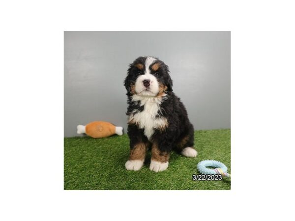 Bernese Mountain Dog-Dog-Male-Black Rust / White-7647-Petland Terre Haute, Indiana