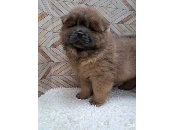 Chow Chow-Dog-Female-Blue-7641-Petland Terre Haute, Indiana