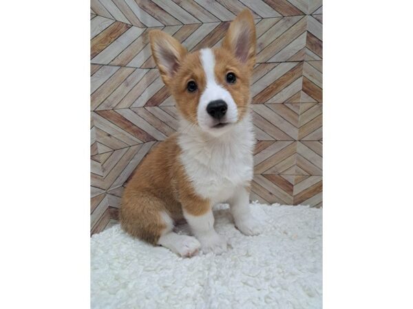 Pembroke Welsh Corgi-Dog-Male-Red / White-7644-Petland Terre Haute, Indiana