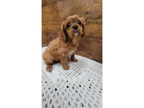 Cavalier King Charles Spaniel-Dog-Male-Blenheim-7664-Petland Terre Haute, Indiana