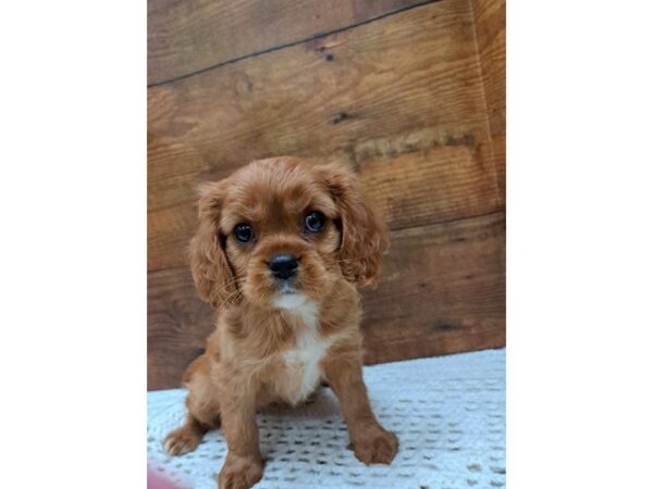 Cavalier King Charles Spaniel-Dog-Female-Blenheim-7663-Petland Terre Haute, Indiana