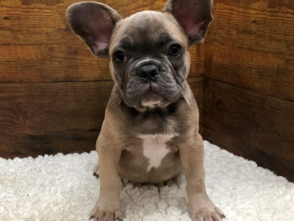 French Bulldog-Dog-Male-Blue Fawn-7640-Petland Terre Haute, Indiana