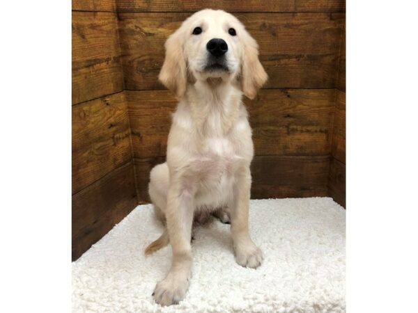 Golden Retriever-Dog-Male-Cream-7670-Petland Terre Haute, Indiana