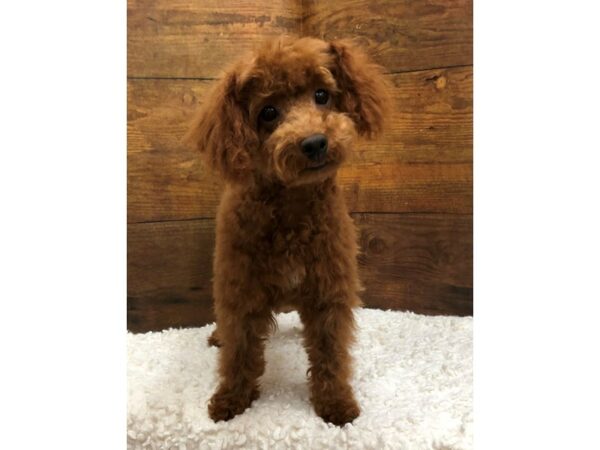 Bichapoo-Dog-Female-Red-7564-Petland Terre Haute, Indiana