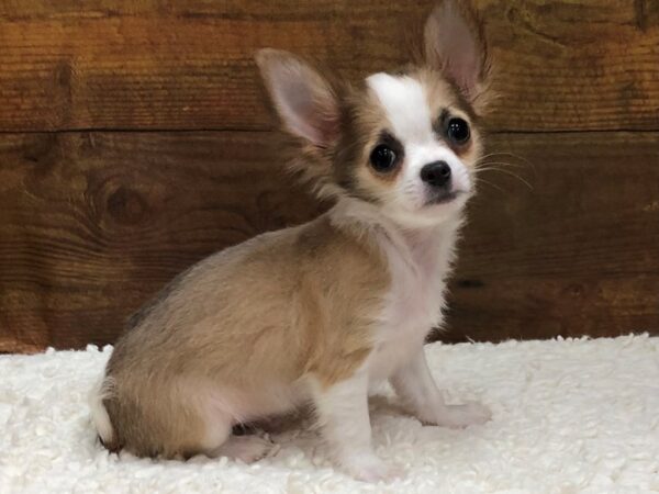 Chihuahua-Dog-Male-Blue Fawn-7649-Petland Terre Haute, Indiana