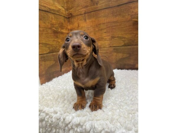 Dachshund-Dog-Male-Chocolate & Tan-7677-Petland Terre Haute, Indiana