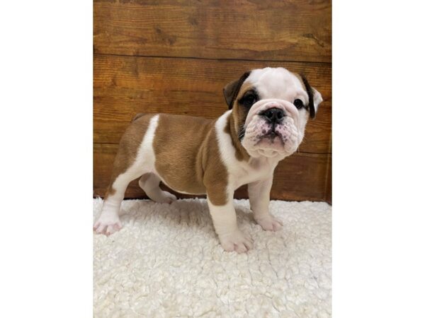 Bulldog-Dog-Male-Fawn & White-7678-Petland Terre Haute, Indiana