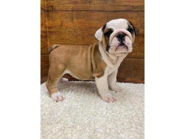Bulldog-Dog-Female-Fawn & White-7680-Petland Terre Haute, Indiana